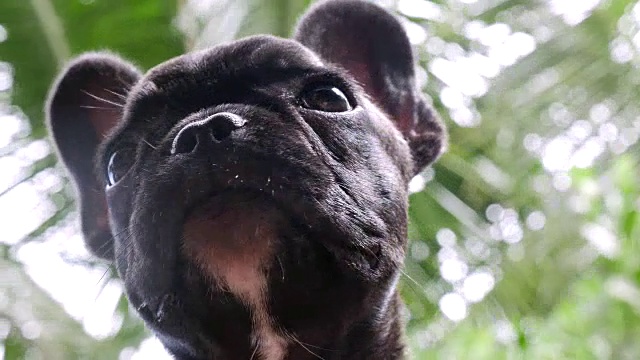 法国斗牛犬视频素材