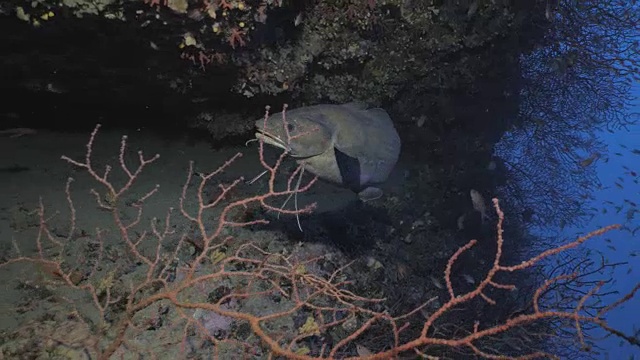 大叉胡子在地中海礁的洞穴中游泳视频素材