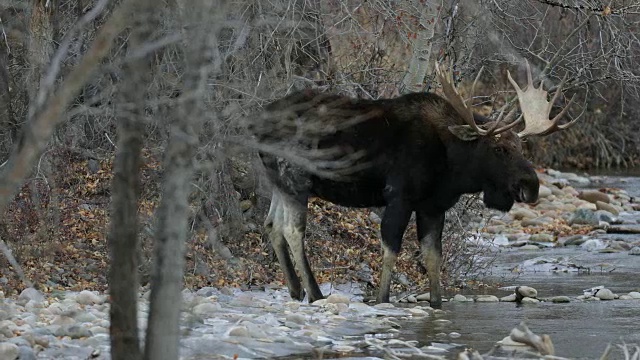 一头公驼鹿(Alces Alces)在发情期穿过一条小溪的4K MS镜头视频素材