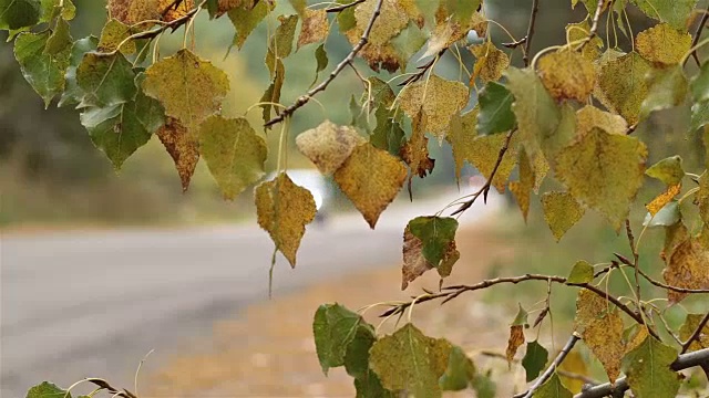 路上有车辆。秋天的树叶靠近道路。视频素材