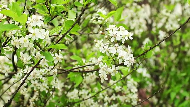 樱花园白花盛开视频素材