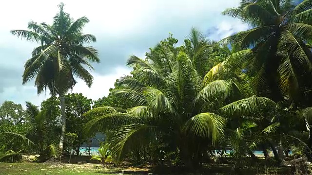 塞舌尔雨林和椰子种植园视频素材