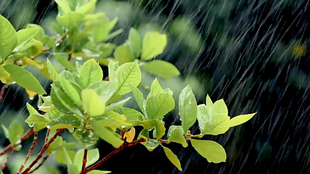 近距离观察热带雨水下的嫩绿嫩绿的落叶枝桠，大自然的雨声包含了环境声，4K Dci分辨率视频素材