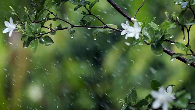 近距离观察热带雨水下的嫩绿嫩绿的落叶枝桠，大自然的雨声包含了环境声，4K Dci分辨率视频素材