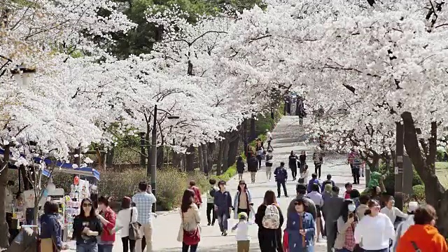 在首尔儿童大公园，人们在街上欣赏樱花视频素材