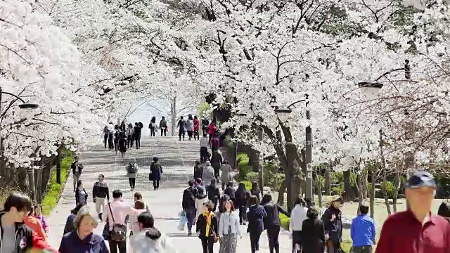 首尔儿童大公园的樱花和游客视频素材