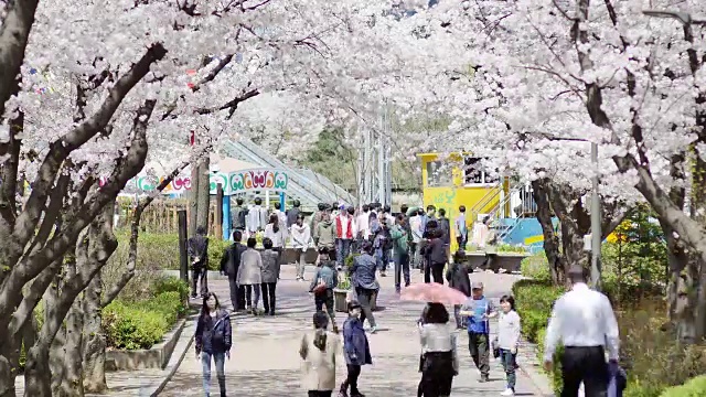 樱花盛开的街道和首尔儿童大公园的游客视频素材