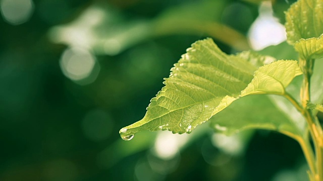 水雨滴与新鲜的绿叶为自然背景，近距离露珠从树叶上落下，4K Dci分辨率视频素材