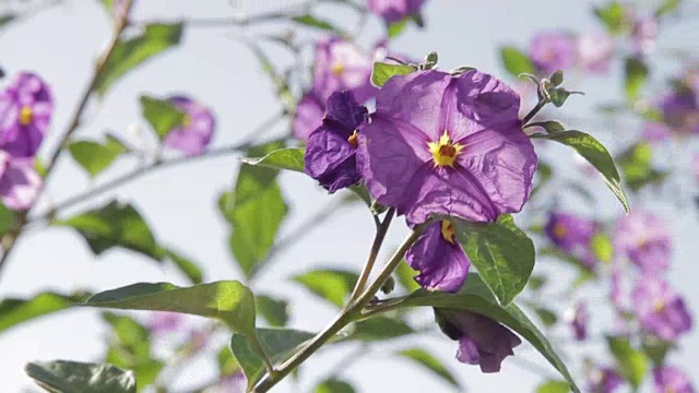 阿雷柳种花视频素材