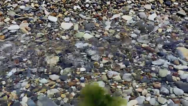 海中的海藻视频素材