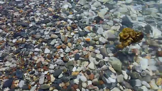 海草漂浮在海面上视频素材