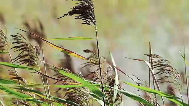 海草在风中慢慢地吹着视频素材