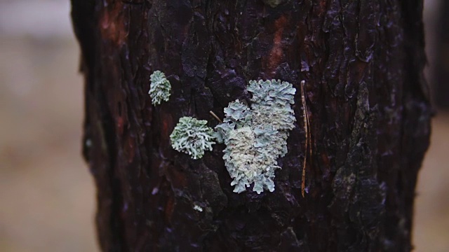 树干秋天森林中树的树干电影镜头，慢动作视频素材