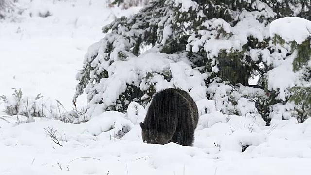 WS 4K拍摄到一只巨大的雄性灰熊(熊)在暴风雪中走向摄像机视频素材