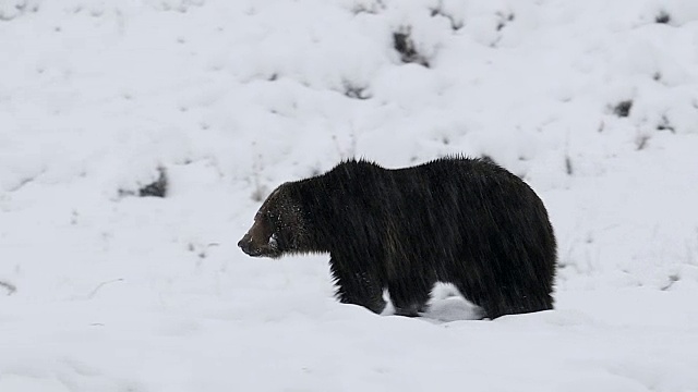 一个巨大的雄性灰熊(熊)在暴风雪中行走在雪地上的4K MS镜头视频素材