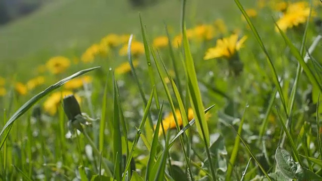 草,蒲公英视频下载