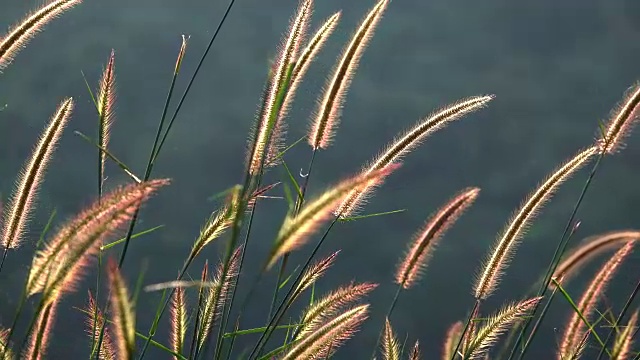 4K绿草在风中视频素材