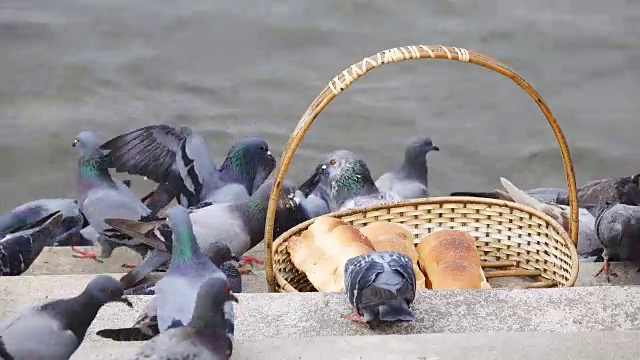 鸭子在湖上游泳的特写镜头视频素材