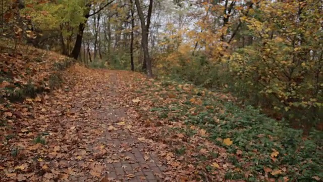 快乐的孩子们在秋天的树林里奔跑视频素材