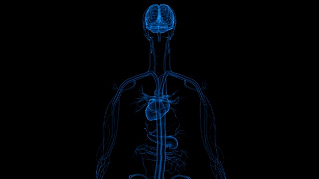 人体器官解剖与循环系统视频素材