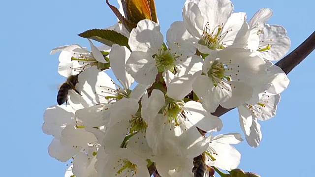 苹果花上的蜜蜂视频素材