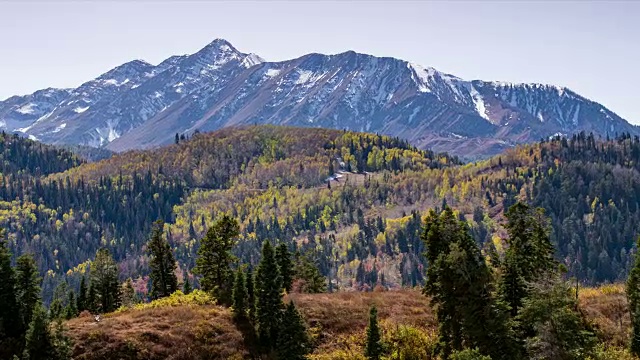 飞向山顶的松树，飞向秋天的尼波山视频素材