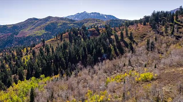 在森林山谷里飞过松树视频素材