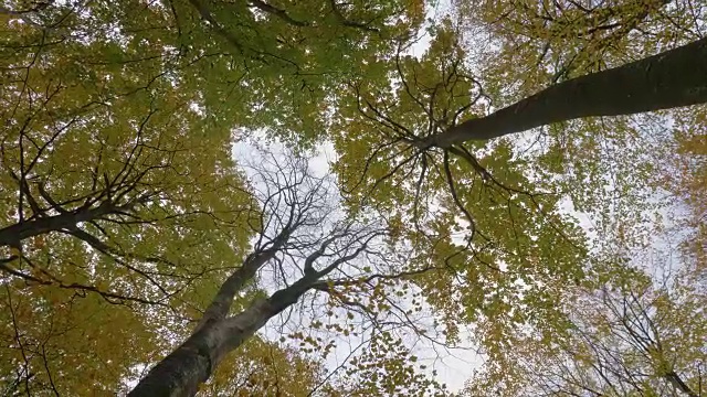 抬头看着树梢，不停地旋转视频素材