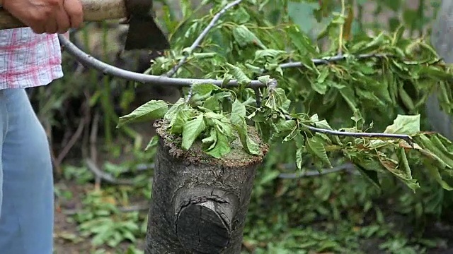 一个女人在花园里砍树枝。视频下载