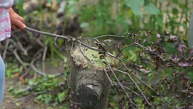 一个女人在花园里砍树枝。视频下载