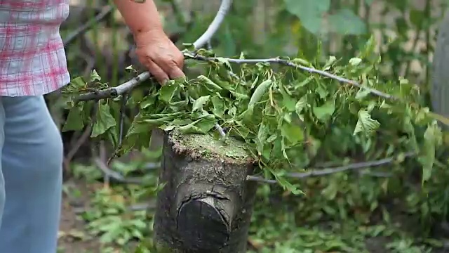 一个女人在花园里砍树枝。视频下载