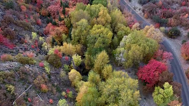 鸟瞰图的道路沿着河流通过森林在秋天视频素材