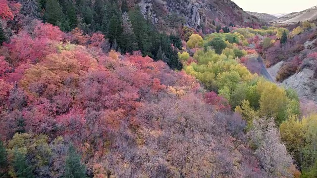 在峡谷的树顶上缓慢飞行视频素材