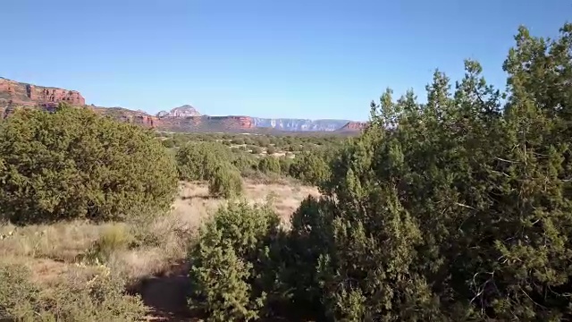 它低低地飞过沙漠中的杜松树丛视频素材