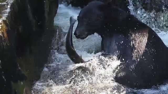 粉红鲑鱼(Oncorhynchus gorbuscha)试图跳上Rapid河视频素材