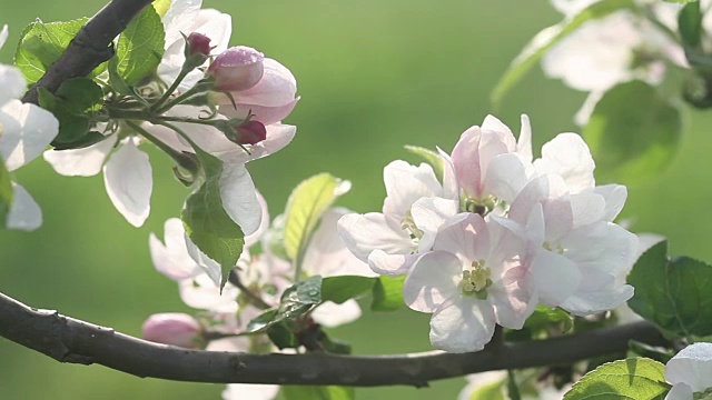 美丽的果树花朵在春天盛开。大自然在春天再生的神奇魔力视频素材