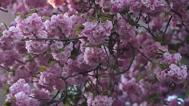 美丽的樱花在春天盛开。近距离观察日本樱桃树的粉红色花朵视频素材