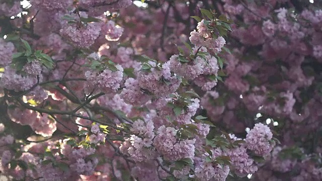 美丽的樱花在春天盛开。近距离观察日本樱桃树的粉红色花朵视频素材