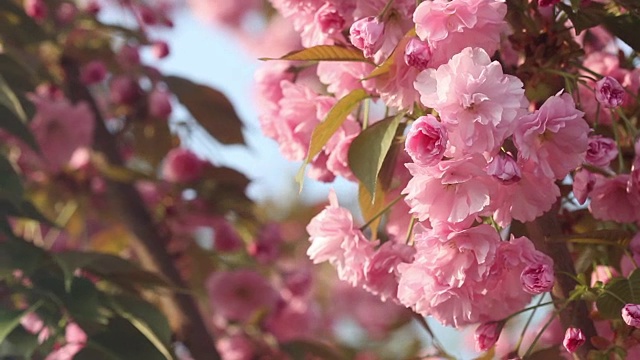 美丽的樱花在春天盛开。近距离观察日本樱桃树的粉红色花朵视频素材