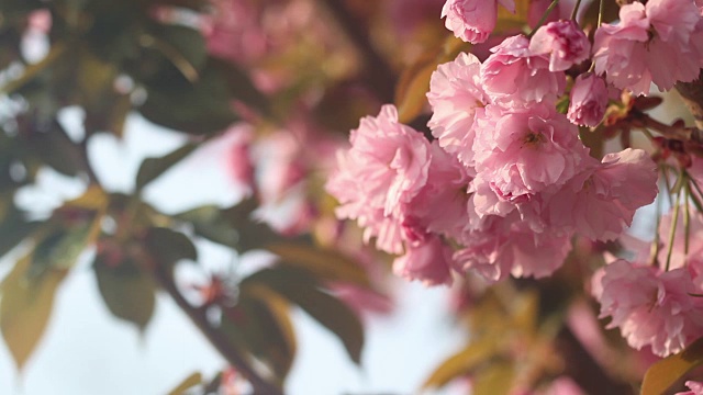 美丽的樱花在春天盛开。近距离观察日本樱桃树的粉红色花朵视频素材