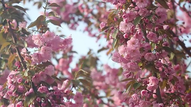 美丽的樱花在春天盛开。近距离观察日本樱桃树的粉红色花朵视频素材