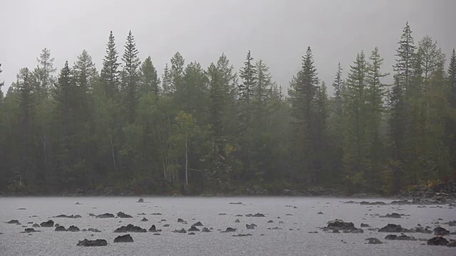 雨和风在湖边的森林里视频素材