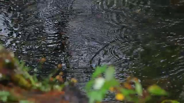 雨滴落在水里视频素材