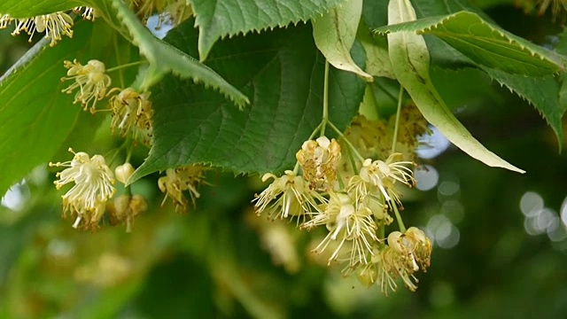 菩提树的叶子和花随风吹近。椴树属视频素材