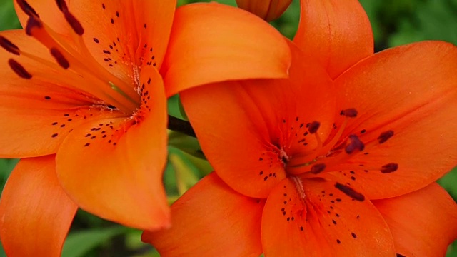 橙色植物黄百合细节特写高清镜头-草本虎百合花视频视频素材