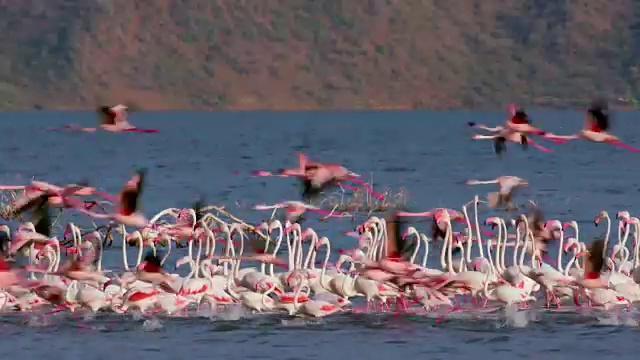 非洲肯尼亚巴林戈县的博戈里亚湖上的大和小火烈鸟视频素材