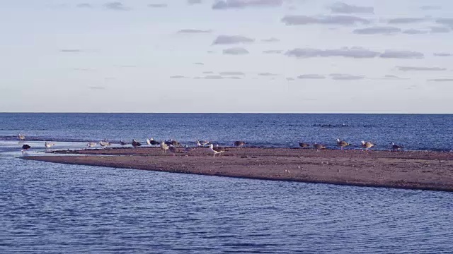 日落时沙滩上的海鸥视频素材