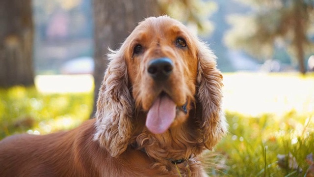 可卡犬躺在绿草地上视频素材