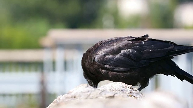 普通乌鸦(Corvus corax)的背后是模糊的城市环境视频素材