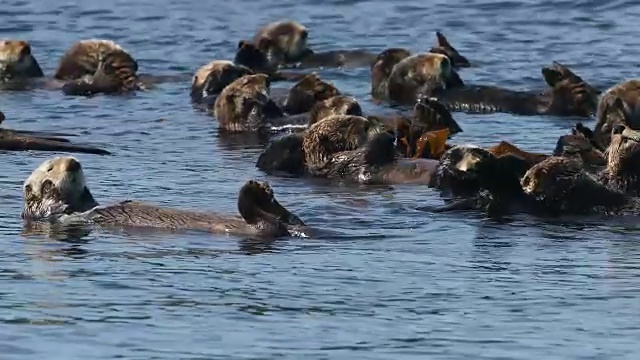 海藻里的海獭视频素材